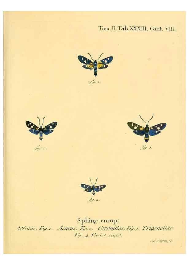 Reproducción/Reproduction 8141927652: Die Schmetterlinge in Abbildungen nach der Natur /. Leipzig :T.O. Weigel,[1829-1839]
