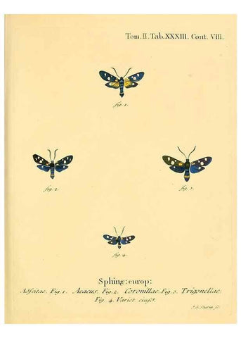 Reproducción/Reproduction 8141927652: Die Schmetterlinge in Abbildungen nach der Natur /. Leipzig :T.O. Weigel,[1829-1839]