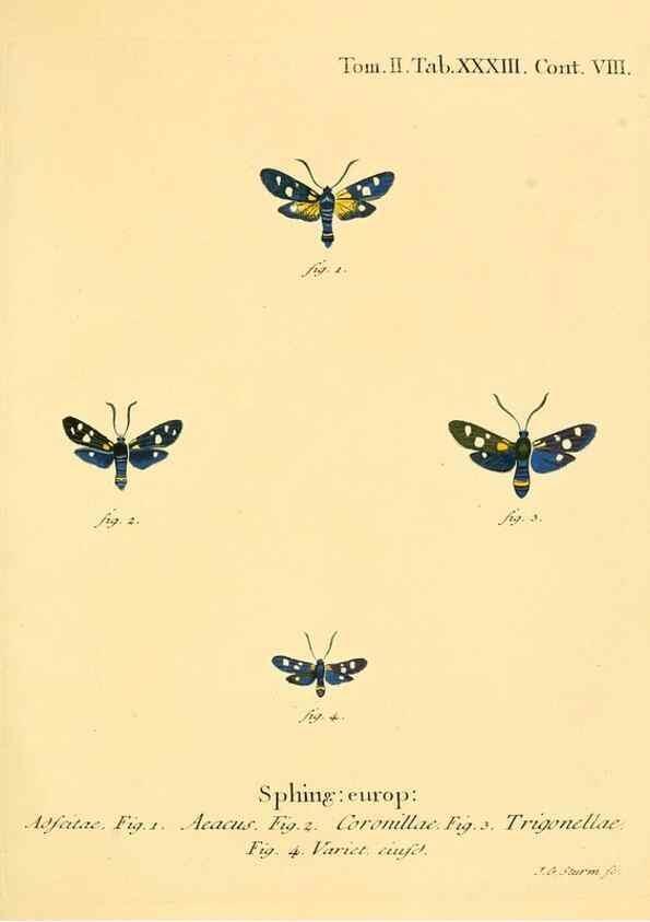 Reproducción/Reproduction 8141927652: Die Schmetterlinge in Abbildungen nach der Natur /. Leipzig :T.O. Weigel,[1829-1839]