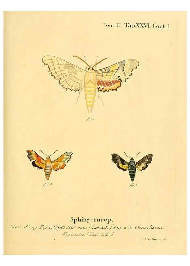 Reproducción/Reproduction 8141893231: Die Schmetterlinge in Abbildungen nach der Natur /. Leipzig :T.O. Weigel,[1829-1839]