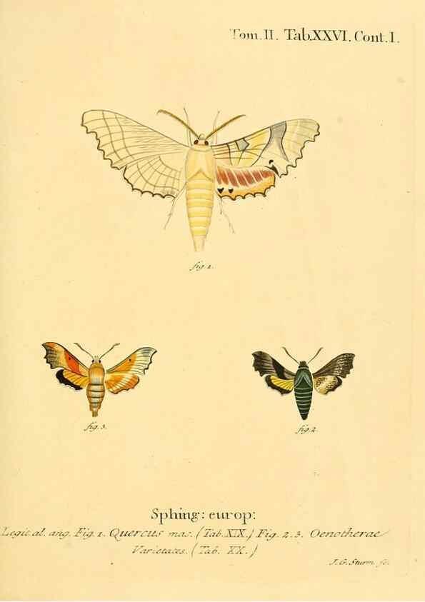 Reproducción/Reproduction 8141893231: Die Schmetterlinge in Abbildungen nach der Natur /. Leipzig :T.O. Weigel,[1829-1839]