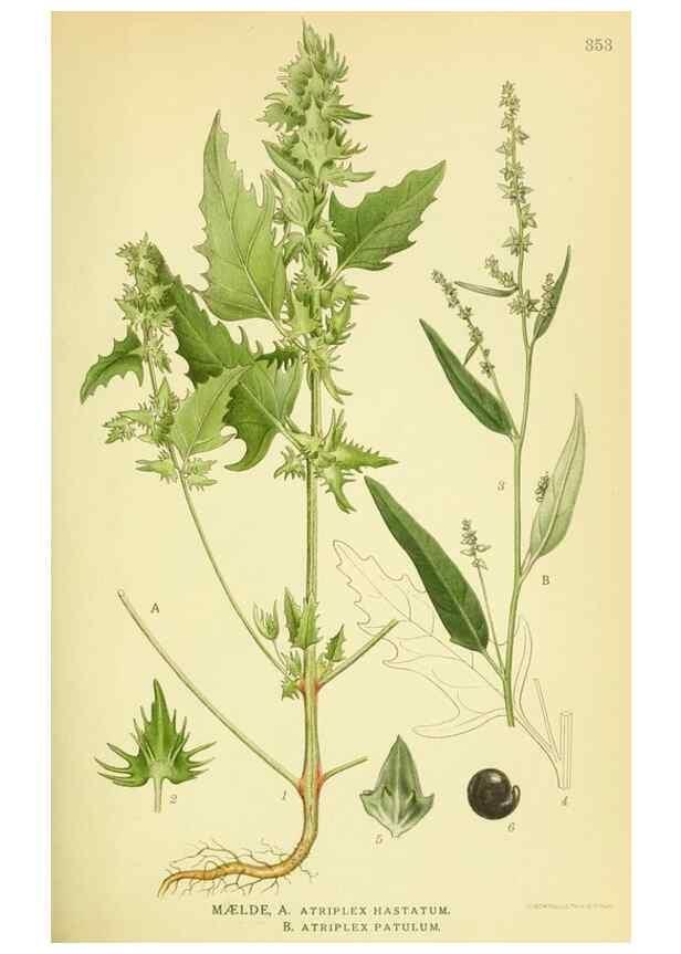 Reproducción/Reproduction 8147626562: Billeder af nordens flora,. København,G.E.C. Gad's forlag,1917-1927.