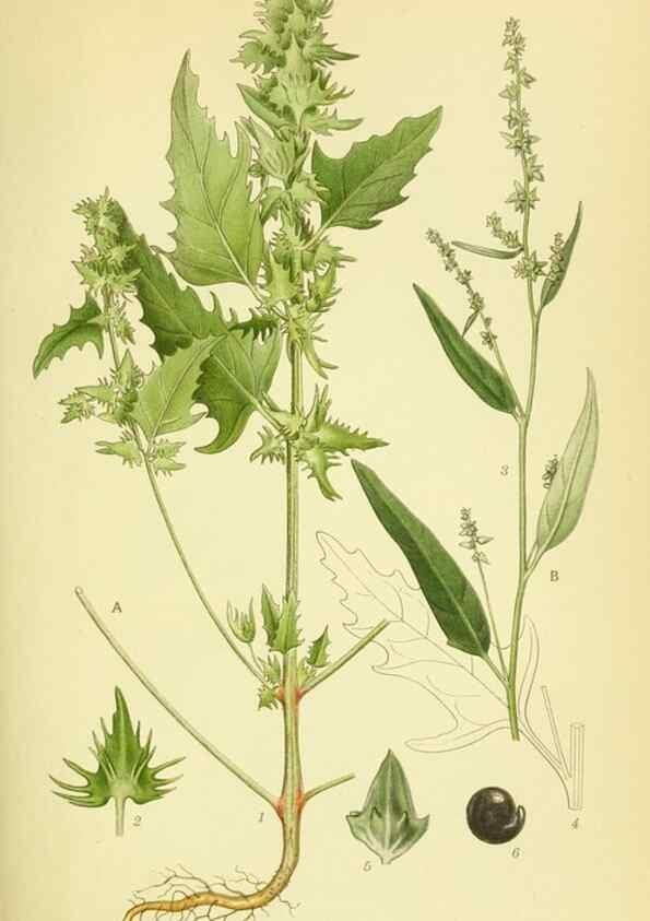 Reproducción/Reproduction 8147626562: Billeder af nordens flora,. København,G.E.C. Gad's forlag,1917-1927.