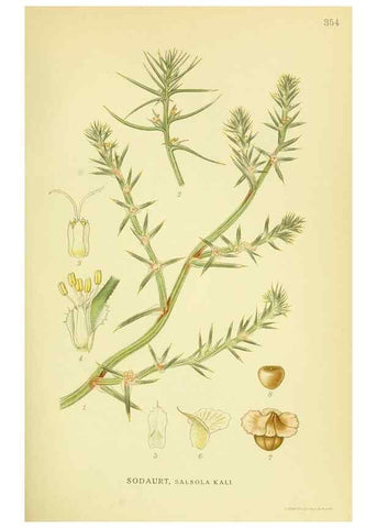 Reproducción/Reproduction 8147594397: Billeder af nordens flora,. København,G.E.C. Gad's forlag,1917-1927.