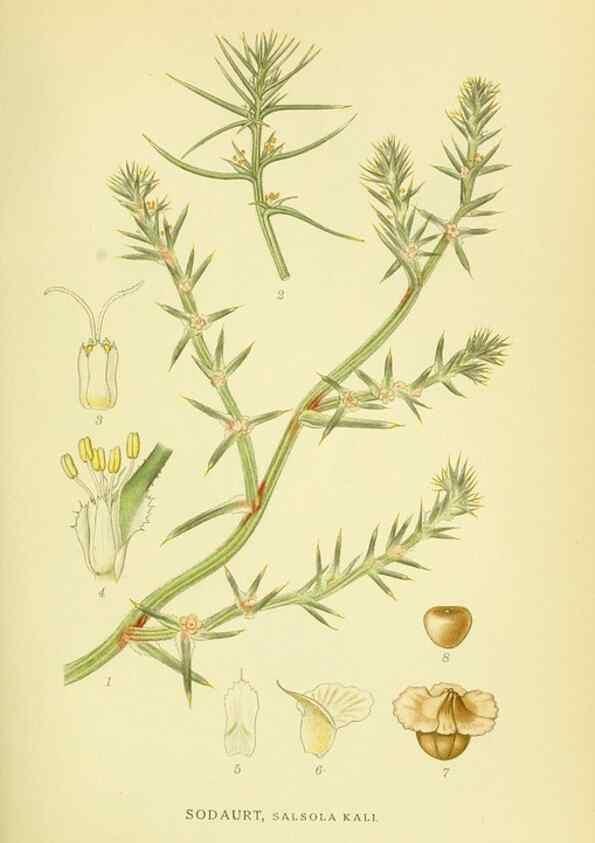 Reproducción/Reproduction 8147594397: Billeder af nordens flora,. København,G.E.C. Gad's forlag,1917-1927.