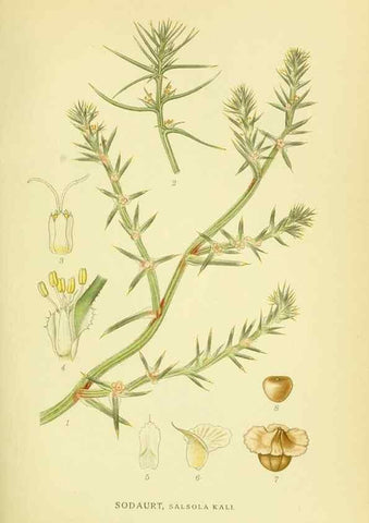 Reproducción/Reproduction 8147594397: Billeder af nordens flora,. København,G.E.C. Gad's forlag,1917-1927.