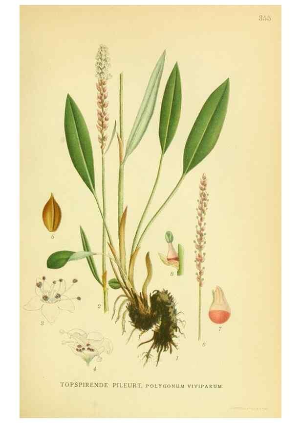 Reproducción/Reproduction 8147627614: Billeder af nordens flora,. København,G.E.C. Gad's forlag,1917-1927.