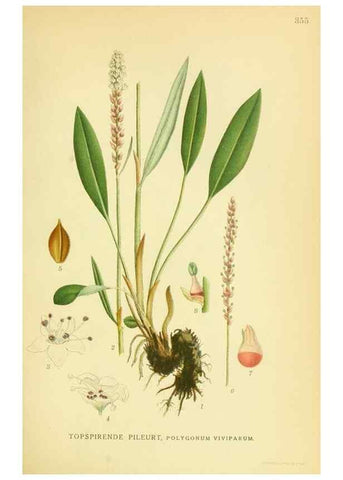 Reproducción/Reproduction 8147627614: Billeder af nordens flora,. København,G.E.C. Gad's forlag,1917-1927.