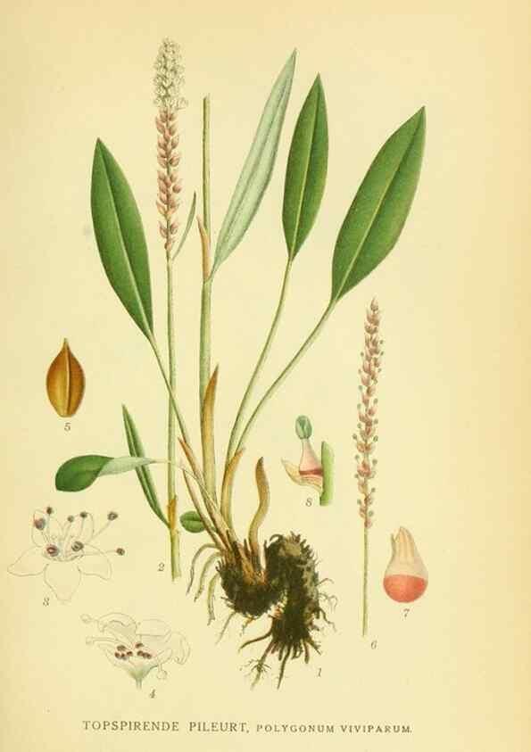 Reproducción/Reproduction 8147627614: Billeder af nordens flora,. København,G.E.C. Gad's forlag,1917-1927.