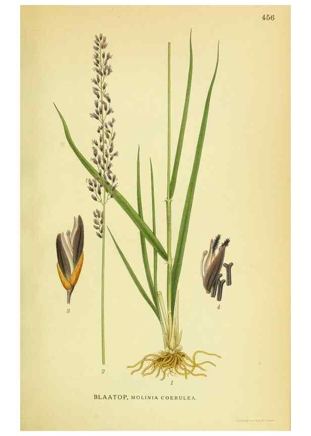 Reproducción/Reproduction 8147680112: Billeder af nordens flora,. København,G.E.C. Gad's forlag,1917-1927.
