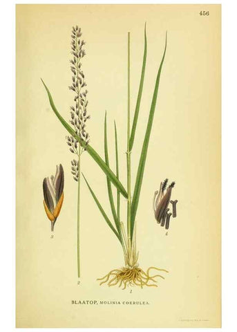 Reproducción/Reproduction 8147680112: Billeder af nordens flora,. København,G.E.C. Gad's forlag,1917-1927.
