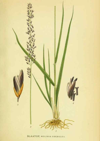 Reproducción/Reproduction 8147680112: Billeder af nordens flora,. København,G.E.C. Gad's forlag,1917-1927.