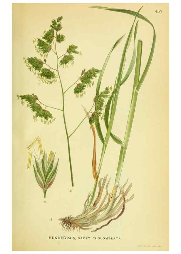 Reproducción/Reproduction 8147680656: Billeder af nordens flora,. København,G.E.C. Gad's forlag,1917-1927.