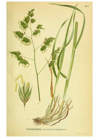 Reproducción/Reproduction 8147680656: Billeder af nordens flora,. København,G.E.C. Gad's forlag,1917-1927.