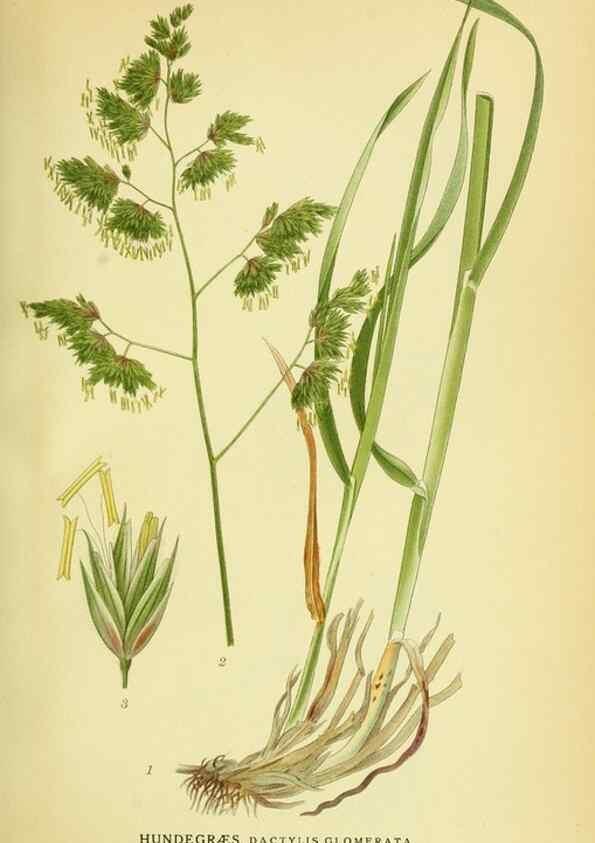 Reproducción/Reproduction 8147680656: Billeder af nordens flora,. København,G.E.C. Gad's forlag,1917-1927.