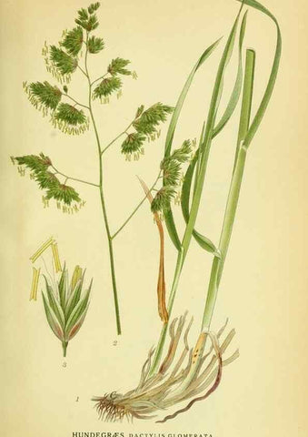 Reproducción/Reproduction 8147680656: Billeder af nordens flora,. København,G.E.C. Gad's forlag,1917-1927.
