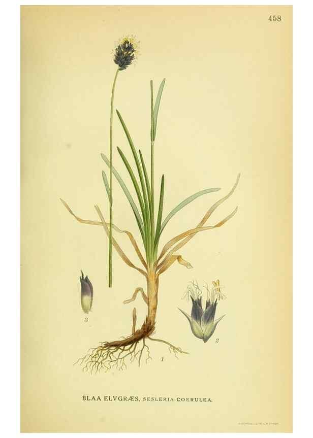 Reproducción/Reproduction 8147681018: Billeder af nordens flora,. København,G.E.C. Gad's forlag,1917-1927.
