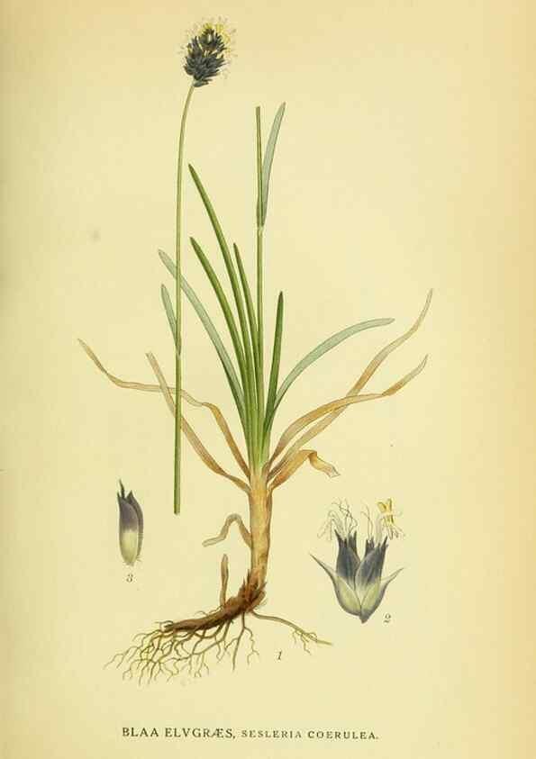Reproducción/Reproduction 8147681018: Billeder af nordens flora,. København,G.E.C. Gad's forlag,1917-1927.