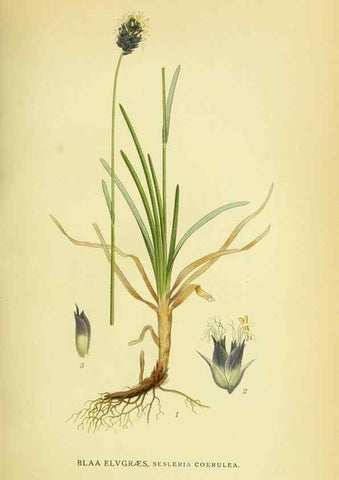 Reproducción/Reproduction 8147681018: Billeder af nordens flora,. København,G.E.C. Gad's forlag,1917-1927.