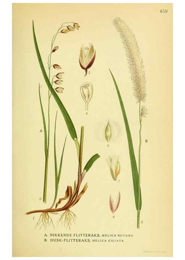 Reproducción/Reproduction 8147681434: Billeder af nordens flora,. København,G.E.C. Gad's forlag,1917-1927.