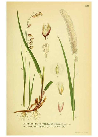 Reproducción/Reproduction 8147681434: Billeder af nordens flora,. København,G.E.C. Gad's forlag,1917-1927.