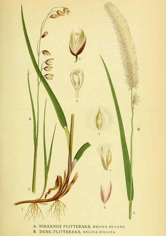 Reproducción/Reproduction 8147681434: Billeder af nordens flora,. København,G.E.C. Gad's forlag,1917-1927.