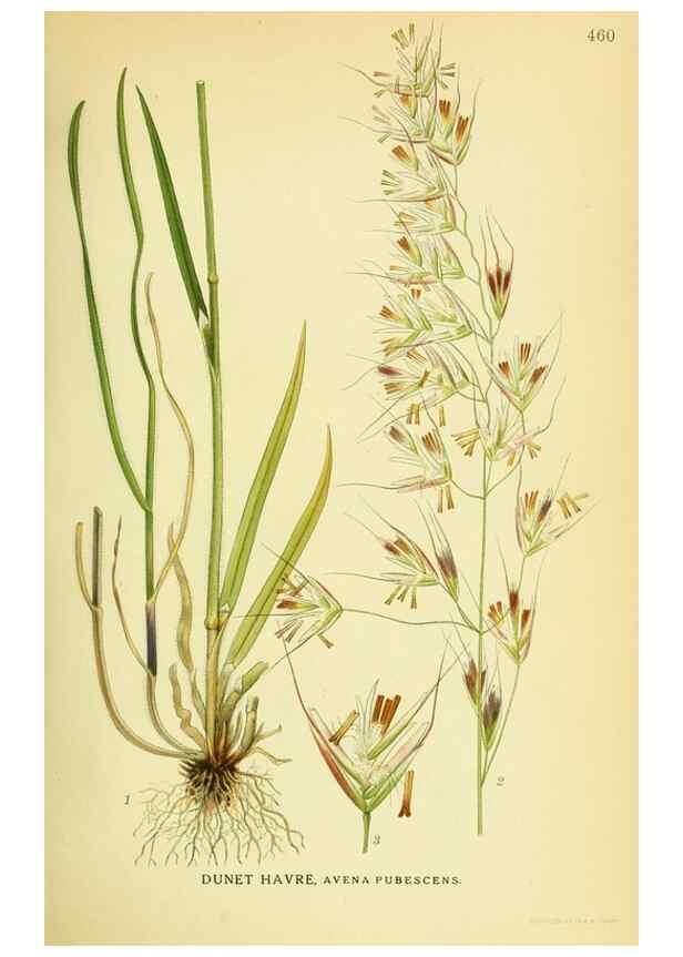 Reproducción/Reproduction 8147681988: Billeder af nordens flora,. København,G.E.C. Gad's forlag,1917-1927.
