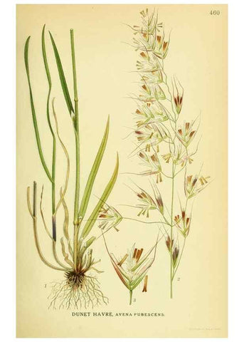 Reproducción/Reproduction 8147681988: Billeder af nordens flora,. København,G.E.C. Gad's forlag,1917-1927.