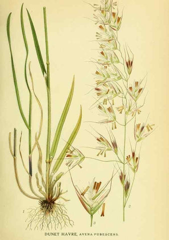 Reproducción/Reproduction 8147681988: Billeder af nordens flora,. København,G.E.C. Gad's forlag,1917-1927.
