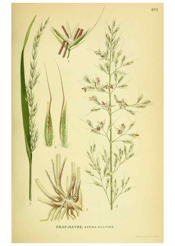 Reproducción/Reproduction 8147649871: Billeder af nordens flora,. København,G.E.C. Gad's forlag,1917-1927.