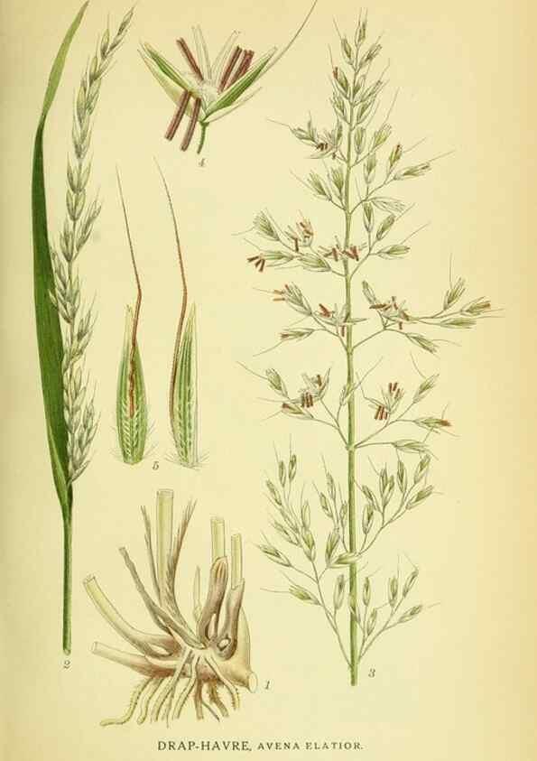Reproducción/Reproduction 8147649871: Billeder af nordens flora,. København,G.E.C. Gad's forlag,1917-1927.