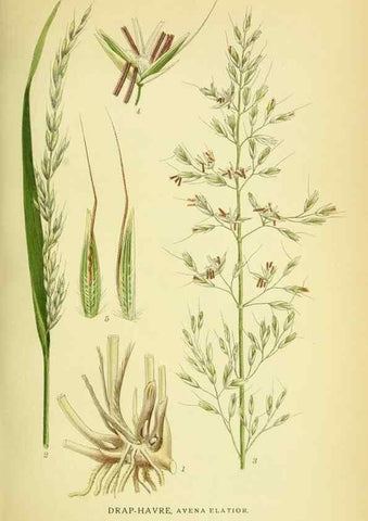 Reproducción/Reproduction 8147649871: Billeder af nordens flora,. København,G.E.C. Gad's forlag,1917-1927.