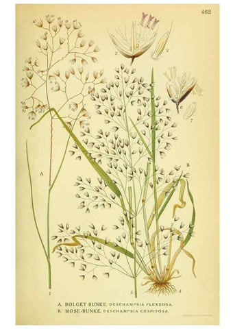 Reproducción/Reproduction 8147683124: Billeder af nordens flora,. København,G.E.C. Gad's forlag,1917-1927.