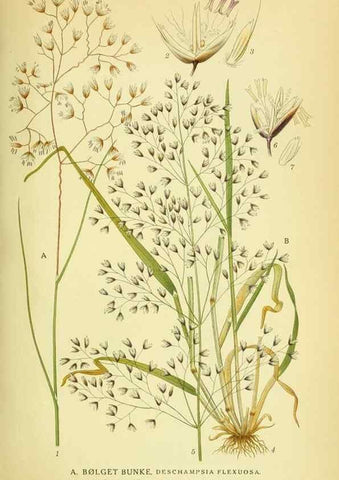 Reproducción/Reproduction 8147683124: Billeder af nordens flora,. København,G.E.C. Gad's forlag,1917-1927.