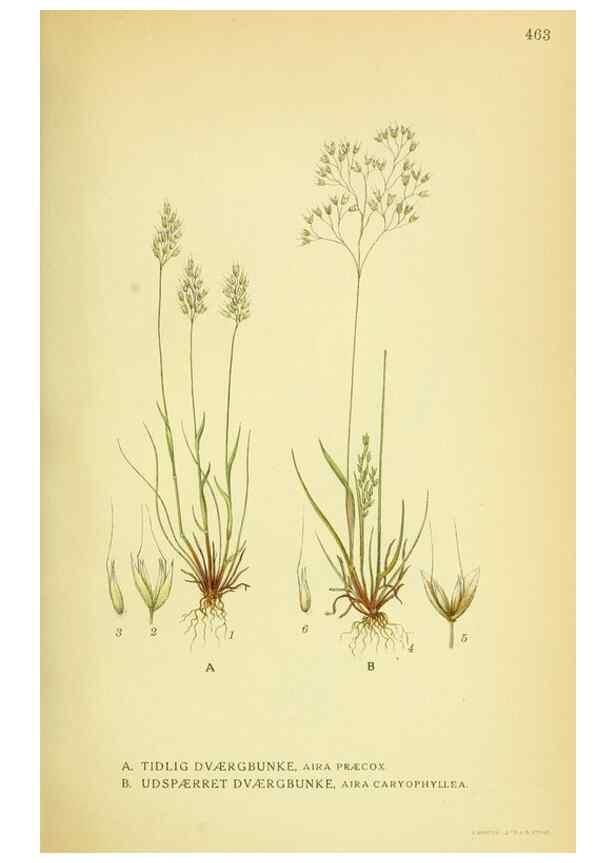 Reproducción/Reproduction 8147683604: Billeder af nordens flora,. København,G.E.C. Gad's forlag,1917-1927.