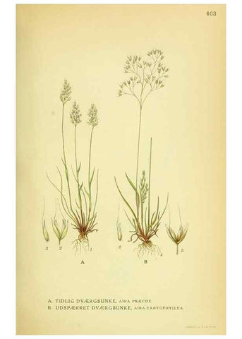 Reproducción/Reproduction 8147683604: Billeder af nordens flora,. København,G.E.C. Gad's forlag,1917-1927.