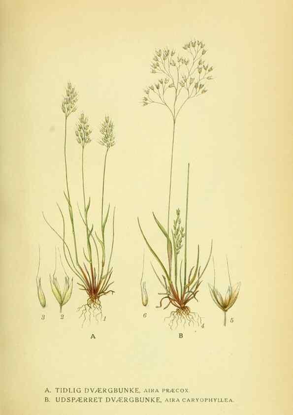 Reproducción/Reproduction 8147683604: Billeder af nordens flora,. København,G.E.C. Gad's forlag,1917-1927.