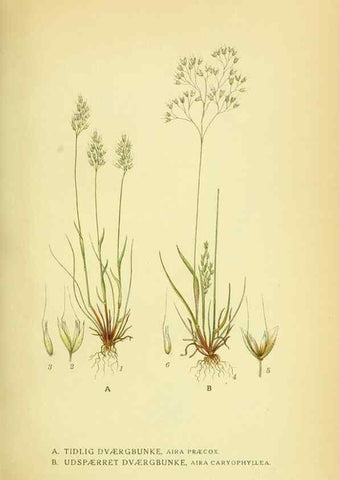Reproducción/Reproduction 8147683604: Billeder af nordens flora,. København,G.E.C. Gad's forlag,1917-1927.