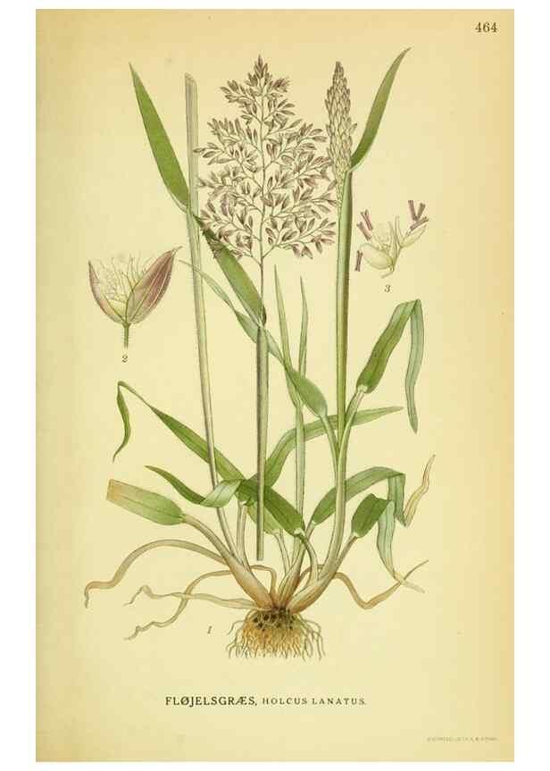 Reproducción/Reproduction 8147684078: Billeder af nordens flora,. København,G.E.C. Gad's forlag,1917-1927.