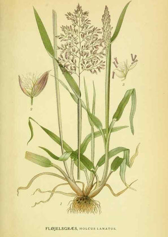 Reproducción/Reproduction 8147684078: Billeder af nordens flora,. København,G.E.C. Gad's forlag,1917-1927.