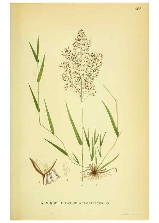 Reproducción/Reproduction 8147651749: Billeder af nordens flora,. København,G.E.C. Gad's forlag,1917-1927.