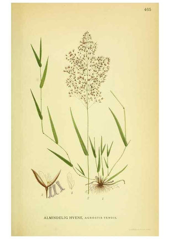 Reproducción/Reproduction 8147651749: Billeder af nordens flora,. København,G.E.C. Gad's forlag,1917-1927.