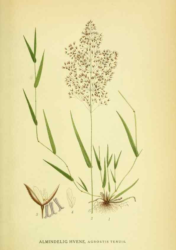 Reproducción/Reproduction 8147651749: Billeder af nordens flora,. København,G.E.C. Gad's forlag,1917-1927.