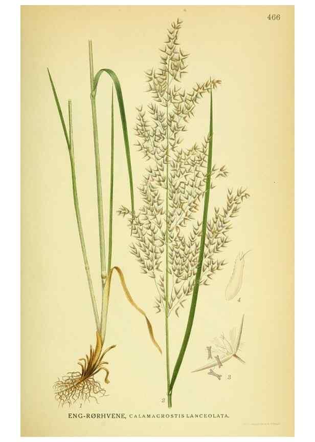 Reproducción/Reproduction 8147652315: Billeder af nordens flora,. København,G.E.C. Gad's forlag,1917-1927.
