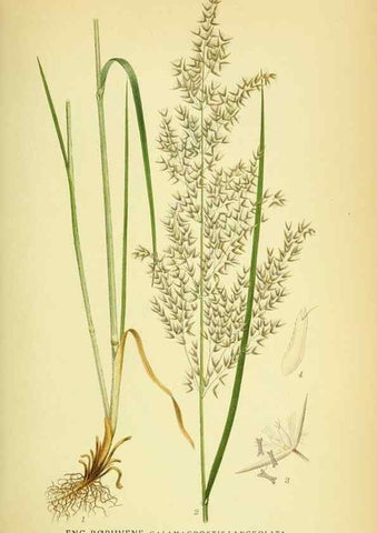 Reproducción/Reproduction 8147652315: Billeder af nordens flora,. København,G.E.C. Gad's forlag,1917-1927.