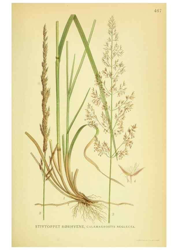Reproducción/Reproduction 8147653001: Billeder af nordens flora,. København,G.E.C. Gad's forlag,1917-1927.