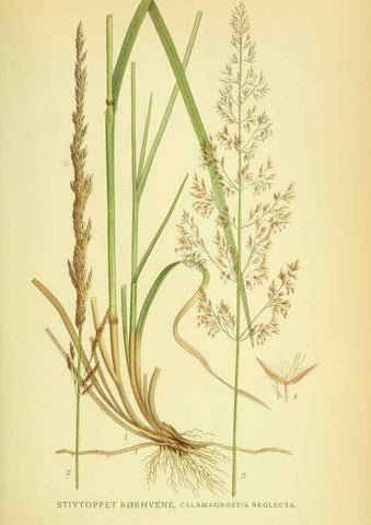 Reproducción/Reproduction 8147653001: Billeder af nordens flora,. København,G.E.C. Gad's forlag,1917-1927.