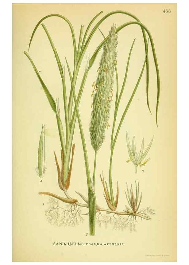 Reproducción/Reproduction 8147686302: Billeder af nordens flora,. København,G.E.C. Gad's forlag,1917-1927.