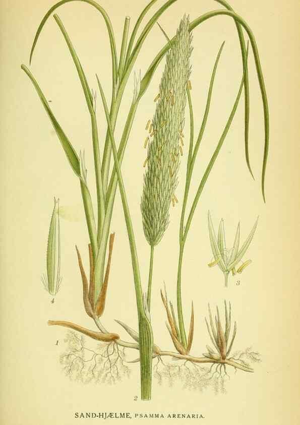 Reproducción/Reproduction 8147686302: Billeder af nordens flora,. København,G.E.C. Gad's forlag,1917-1927.