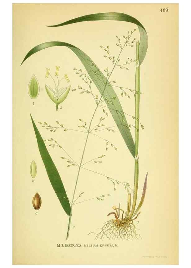Reproducción/Reproduction 8147653957: Billeder af nordens flora,. København,G.E.C. Gad's forlag,1917-1927.